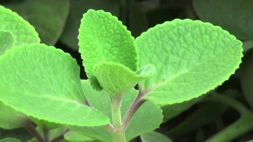 Oregano Orejon ( Planta ) , 15 A 25 Cm