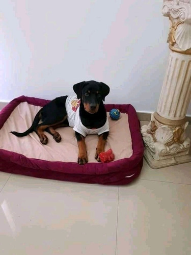 Imagen 9 de 9 de Puff Almohadón Para Perros Grandes