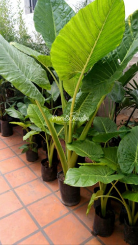 Oreja De Elefante - Alocasia Macrorrhiza Planta