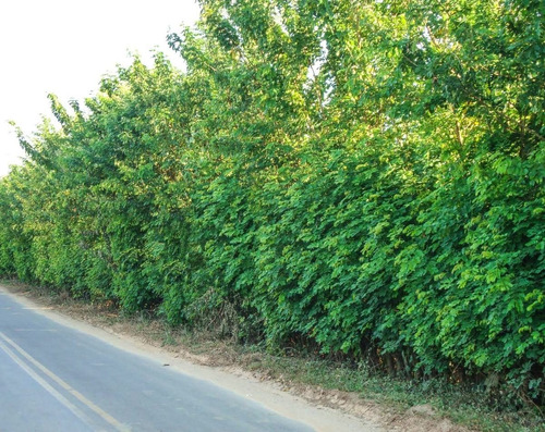 6.000 Sementes De Sansão Do Campo Para Muda De Cerca Viva