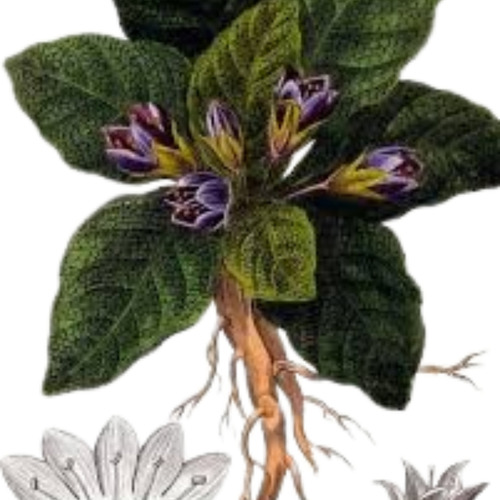 1 Semilla Mandrágora Officinarum