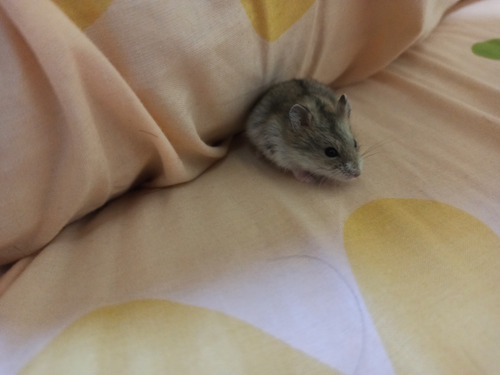 Hamsters Mascota