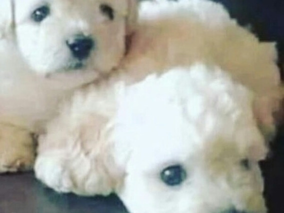 Caniche Toy Blanco Bebe Mercadolibre Com Ar Caniche Toy Blanco Bebe Mercadolibre Com Ar