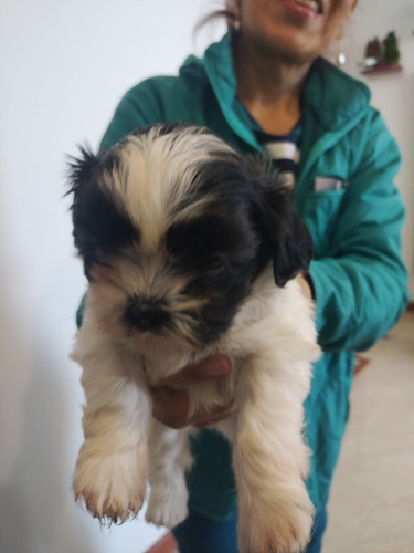 Vendo Cachorra Shitzu Hermosa Blanco Con Negro