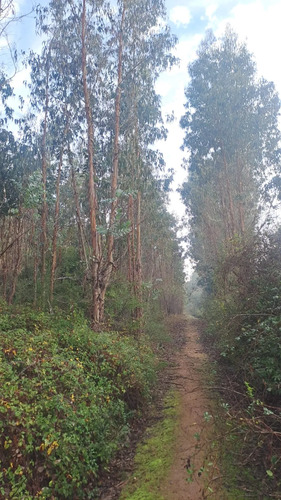 Se Vende O Permuta Campo De 26 Has. Con Eucaliptus En Chudal