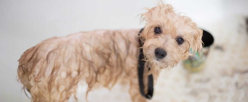 Shampoo Antipulga Para Mascotas Clinic Pet 240ml