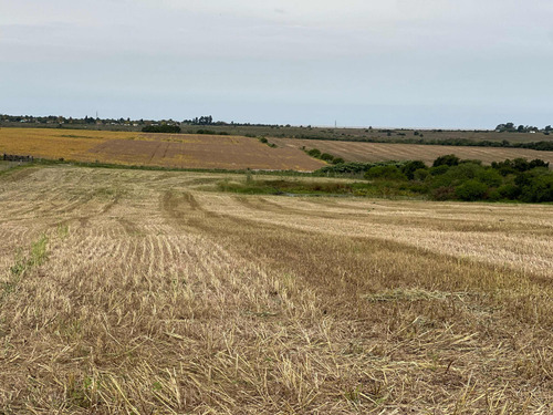 Campo Agrícola