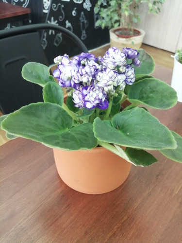 Planta Violeta Africana, Para Interior, Con Hermosas Flores | MercadoLibre