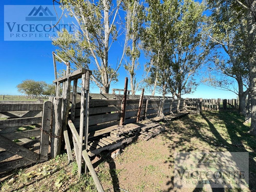 Campo 232,9 Ha Alegre, Partido De General Paz. Buenos Aires.