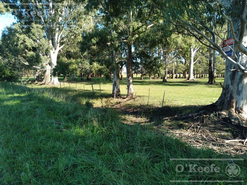14 Has En Punta Indio Chacra En Venta, Monte Forestal - Retasada!