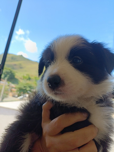 Filhotes De Boder Collie. Pais Com Pedigree. Lindos