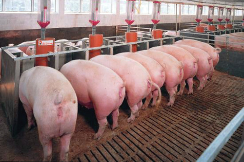Corrida Financiera Para Engorda De Cerdos