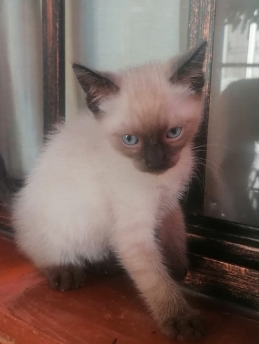 Gatito Siamés Ternurita