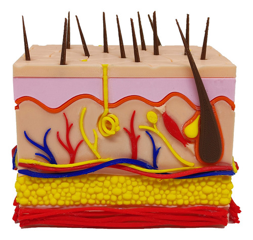 Pele 3d Ampliada Vasos Nervos Gordura Modelo Anatomia