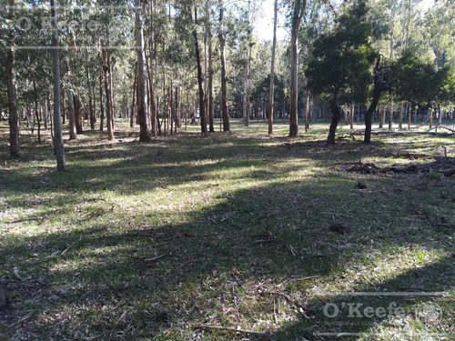 14 Has En Punta Indio Chacra En Venta, Monte Forestal - Retasada!