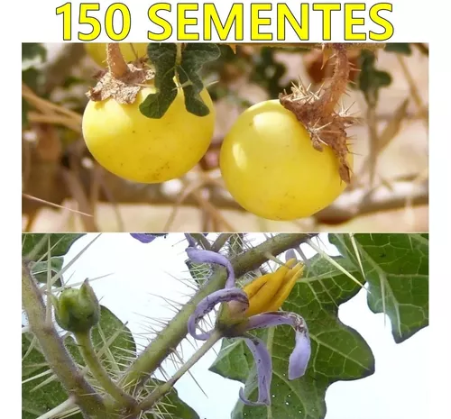 Sementes De Arrebenta Cavalo Joa Bravo Solanum Palinacanthum