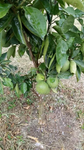 Vendo Hermoso Lote En Conjunto Cerrado En Silvania, Cundinamarca