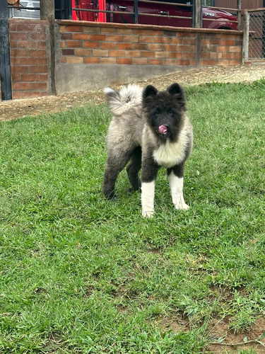 Hermosos Cachorros Akita Americano De Pelo Largo Disponibles