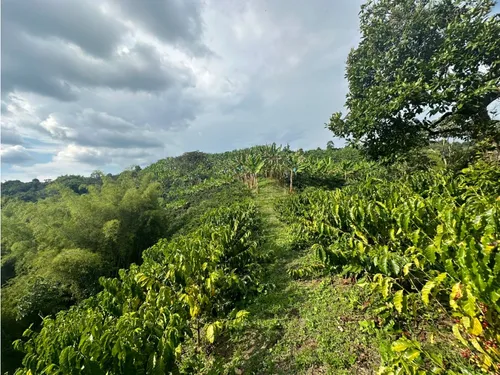 Venta Finca Circasia Cafe - Platano - Banano - 12.5 Cuadras