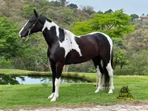 Poltra pampa de marcha picada do haras Feijó - Cavalos e