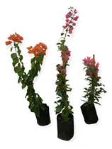 Comprar Planta Santa Rita