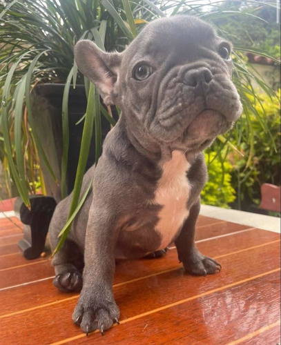 Imagen 5 de 6 de Bull Dog Francés 100% Puros.