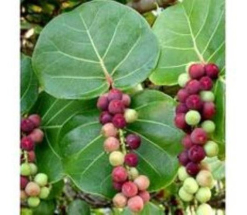 Uva De Playa