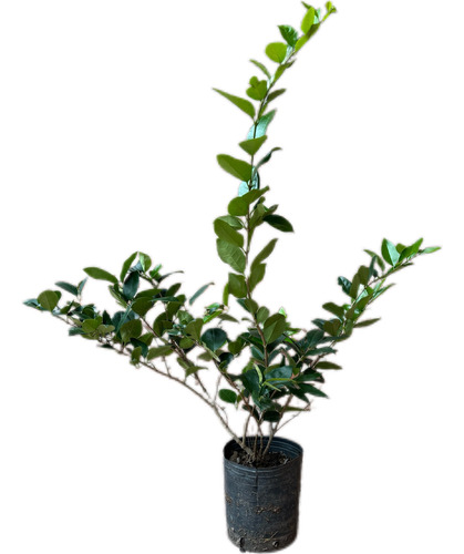 Olea Verde 70cm Maceta 3l Cerco Vivo Resistente
