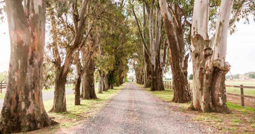 Imagen 4 de 13 de Lote En Venta En Cardales