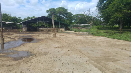 Imagen 9 de 27 de Se Vende Finca Hacienda En Estado Zulia, Ml
