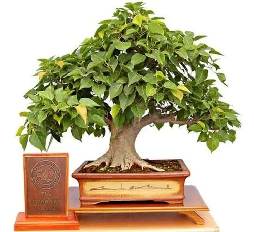 25 Semillas De Arbol Bonsai De Higo Sagrado Ficus Ficus Sagr
