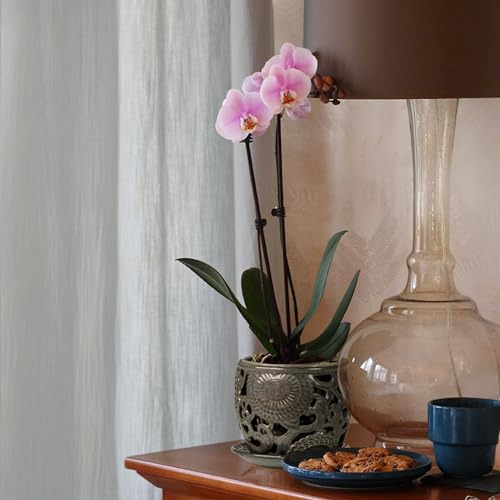 Maceta De Orquídeas De Cerámica, Macetas Para Orquídeas Con