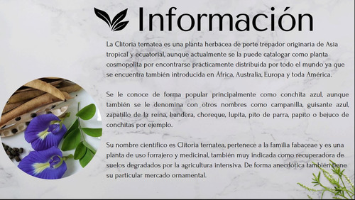 100 Semilla Clitoria Ternatea