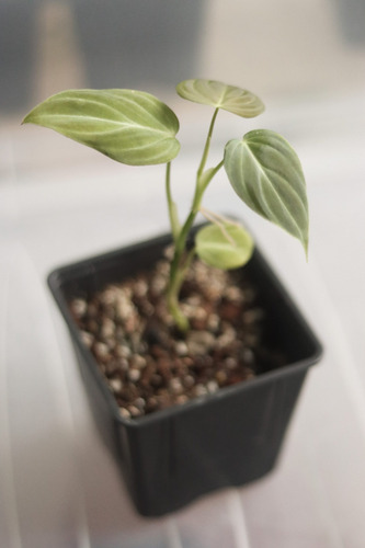 Philodendron Splendid (melanochrysum X Verrucosum)