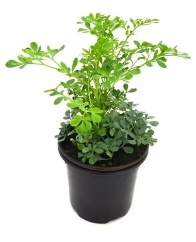 Ruda planta 50g