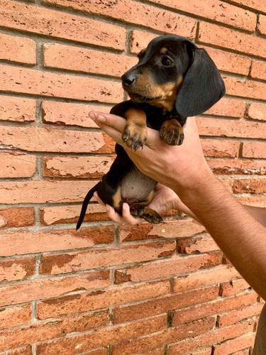 Salchichas Teckels Dachshund Mini