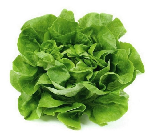 Semillas Lechuga Mantecosa Huerta Verduras Hortalizas