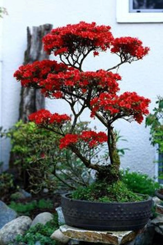 200 Semillas De Bonsai  Rojo + Instructivo