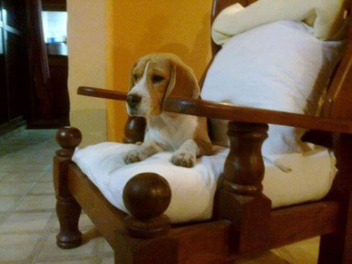 Auténticos Cachorritos Beagle Calidad A-1, Padres Pedigri