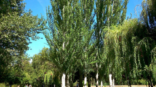 Populus Alba F. Pyramidalis (alamo Piramidal Plateado)