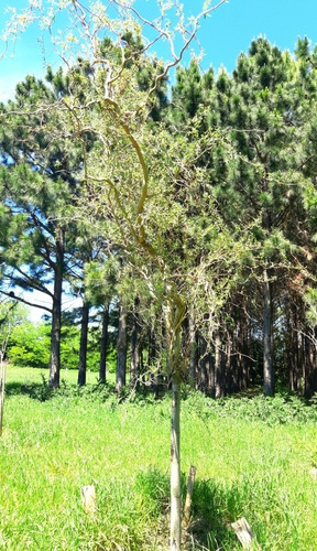 Imagen 17 de 18 de Chacra Mercedes (1,5 Hectareas) Único Por Su Forestación