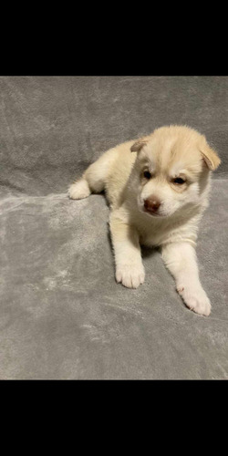 Monta De Husky Siberiano