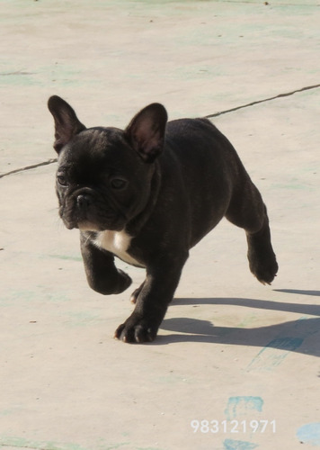 Bulldog Francés, 2 Meses,1 Macho 1 Hembra Entrega Inmediata