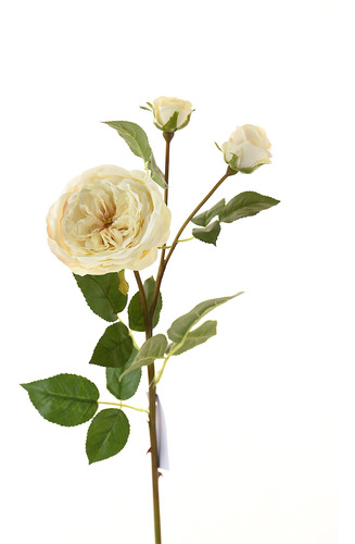 Rosa 58cm Blanco