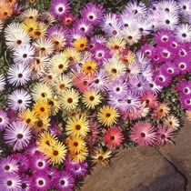Comprar 150 Semillas Flor Ficoide Rayito De Sol Flores Mix Mezcla