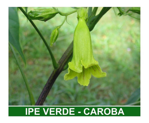 Sementes De Ipê Verde/ Especial