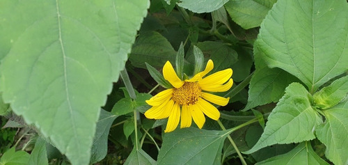 Tithonia Tubaeformis | Acahual, Gigantón