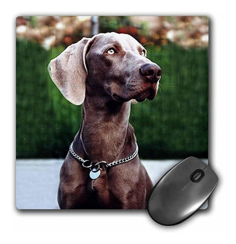 3drose Llc 8 x 8 x 0.25 inches Mouse Pad, Weimaraner (mp 