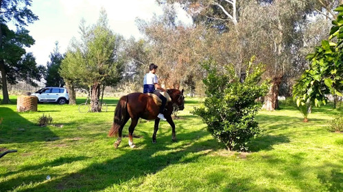 Imagen 4 de 12 de Campo 4 Hectareas Alquiler Cañuelas