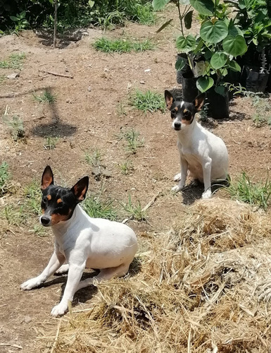 Fox Terrier Ratoneros Machos Blanco